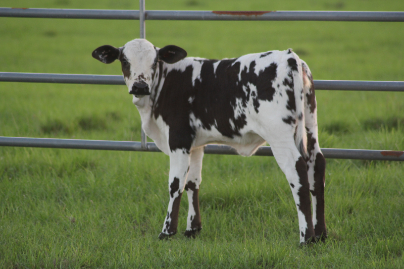 calf-5048794