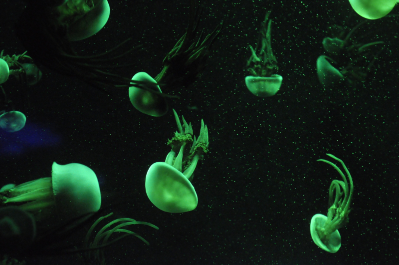 jellyfish-969927