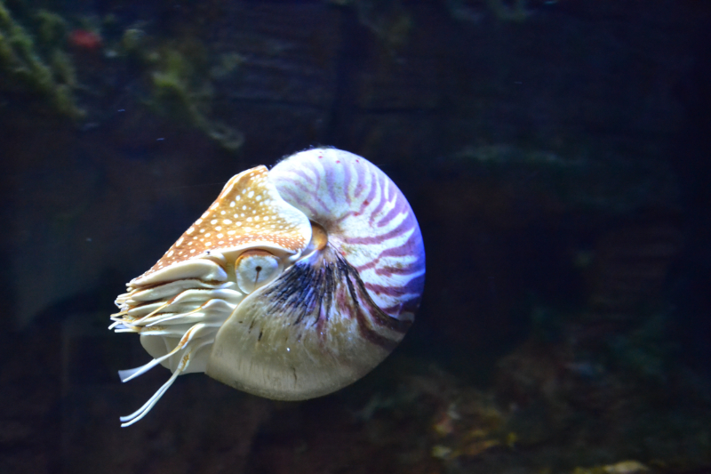 nautilus-1633615
