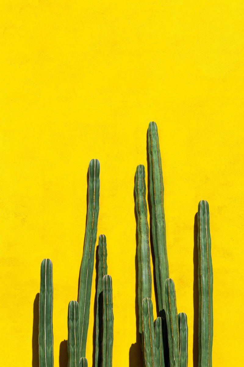 cacti-5772706