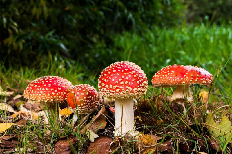 557453-fly-agaric-516281_1920
