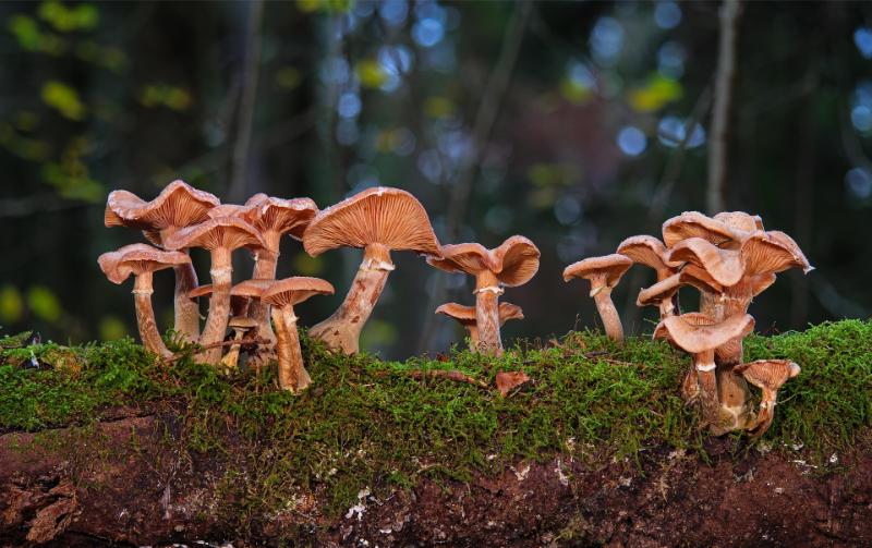 adege-mushrooms-5809165_1920