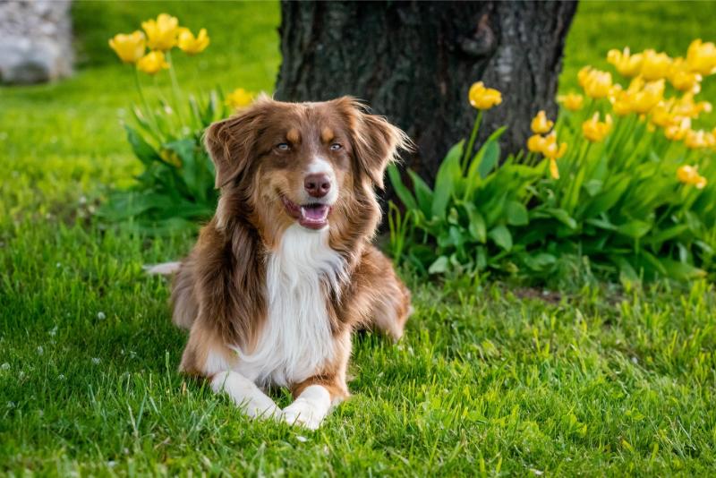 liggraphy-australian-shepherd-7176981_1920