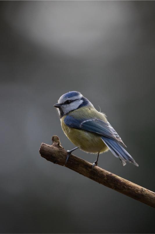 max_gindele_photography-blue-tit-8024809_1920
