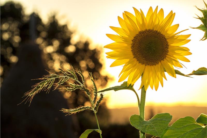 mploscar-sunflower-1127174_1920