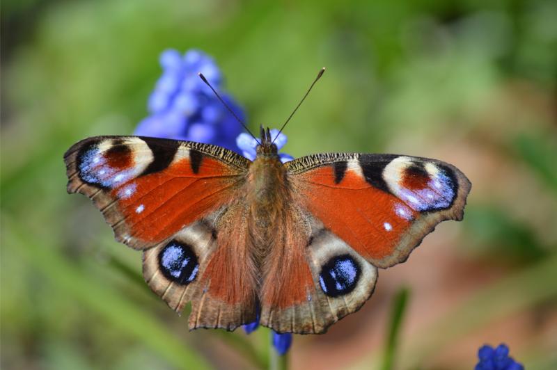 neelam279-butterfly-7927279_1920