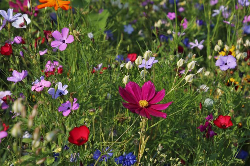 pasja1000-flowers-3571119_1920