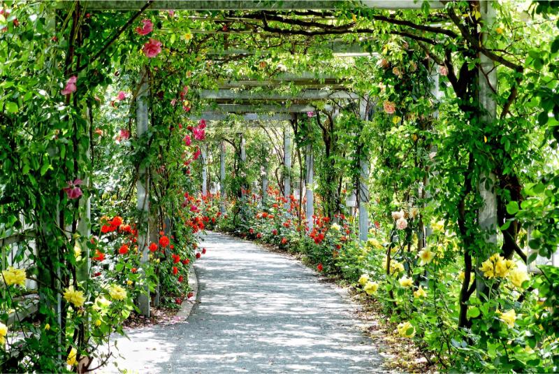 schwoaze-flowers-3112055_1920