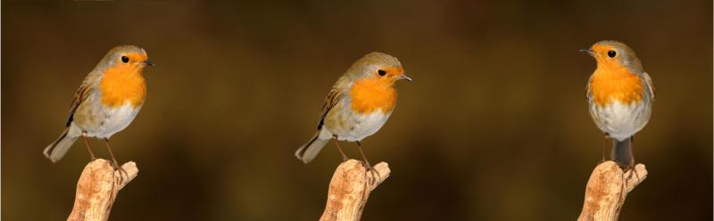 susannp4-robin-2900029_1920