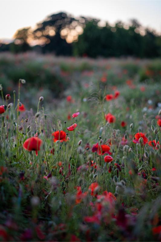 thegermankid-poppies-5392907_1920