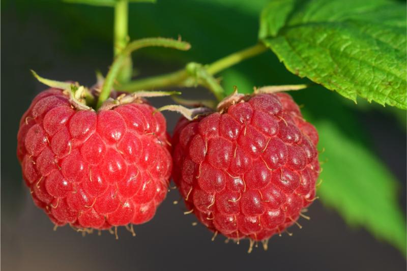ulleo-raspberries-3454504_1920