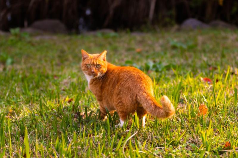y20221225-cat-9169528_1920
