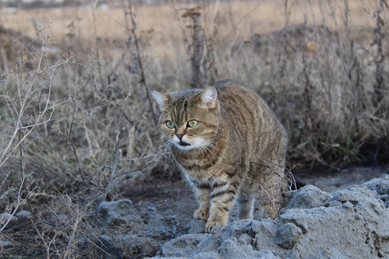 andriish22-cat-4540100_1920